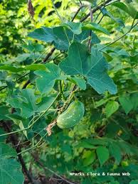 Image result for Coccinia grandiflora