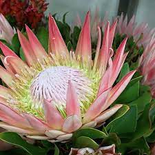81 Varieties Of King Protea And This One Is The Absolute Favorite Shiniest Highlight Of Our Weekend It Wholesale Flowers Flowers Australia Flower Market