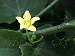 Image result for Kedrostis foetidissima