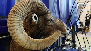 Donald Trump Jr S Rare Sheep Hunt Cost Us Taxpayers 75 000 Bbc News