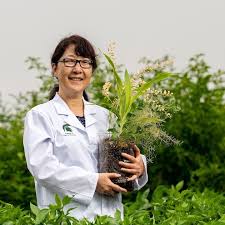 Image result for Microchloa afra