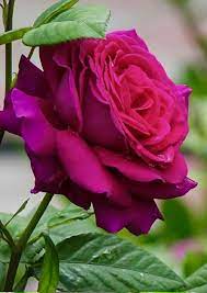 Choose from a curated selection of rose photos. Pin On Beautiful Roses