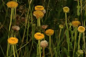 Image result for Eschenbachia stricta