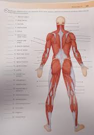 All muscle names, origin, insertion, and movement. 227 Review Sheet 13 Muscles Of The Lower Limb 9 Using Chegg Com