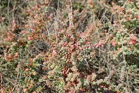 Image result for Suaeda vermiculata