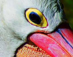 Pelican Adelaide Zoo Dailyshoot Art Bird Art Adelaide Sa Birds