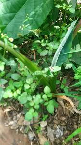 Image result for Mitragyna rubrostipulata