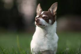 Check spelling or type a new query. Your Complete Guide To The Deer Head Chihuahua K9 Web