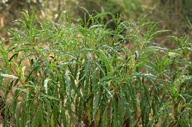 Image result for Psiadia punctulata