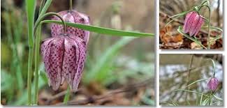 Laleaua pestrita este o floare primavaratica, de o frumusete exotica, protejata in toate tarile europene. Frumoasa Ca O Poveste A Inflorit Laleaua Pestrita La Doi Pasi De