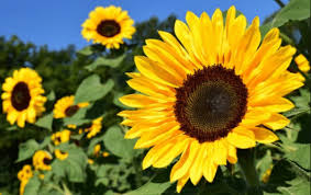 Bunga png you can download 62 free bunga png images. Biji Bunga Matahari