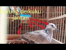 Taukah anda, sebagian besar pecinta lovebird merasa kesulitan membedakan burung lovebird jantan dan betina. Burung Derkuku Tekukur Jantan Yang Masih Berusia Remaja 6 Bulanan Youtube