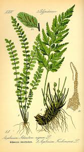 Image result for Asplenium smedsii