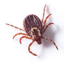 And because we know every home is different, we offer three different plans. How To Get Rid Of Ticks Updated For 2021