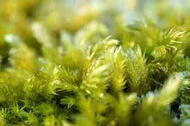 Ini dia jenis tumbuhan aquascape yang cocok untuk akuarium. 5 Moss Terbaik Untuk Aquascape Pertanianku