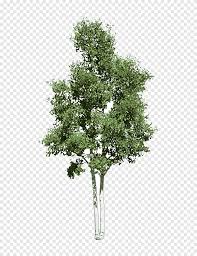 Japanese Maple Sugar Maple Norway Maple Acer Japonicum Red Maple Eucalyptus Maple Maple Leaf Png Pngegg Tree bonsai japanese maple , pink japanese tree , pink leafed tree. japanese maple sugar maple norway maple
