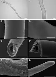 Image result for Tridactyle anthomaniaca