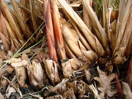 Image result for Cyperus papyrus