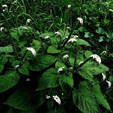 Image result for Heliotropium indicum