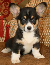 Black And Brown Corgi Puppy I Think I M Going To Need One That Looks Like This Corgi Puppies For Sale Welsh Corgi Puppies Pembroke Welsh Corgi Puppies