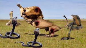 We did not find results for: Lion Vs Snake Fight To Death Lion Vs Snake Who Will Win Youtube