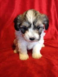 Presidents it has produced and its loyal college football fans. Adorable Havanese Puppies For Sale In Allensburg Ohio Classified Hoodbiz Org