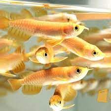 Rp 1.650.000 arwana silver (ada merahnya) ukuran sekitar 55cm lebih bonus coman 2. Jual Ikan Hias Online Palembang