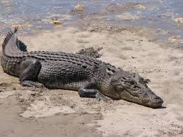 10 Bizarre Hybrid Animals You Will Not Believe Number One Saltwater Crocodile Saltwater Crocodile Facts Animals
