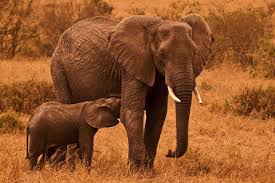 Afrika Nin Kalbi Masai Mara Haberler