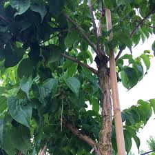 For best results, please follow the instructions in the order provided. Heptacodium Miconioides Buy Mature Seven Son Flower Trees