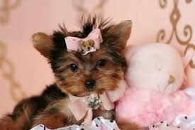 Specializing in hypoallergenic small breed puppies. Yorkiessss Teacup Yorkie Teacup Puppies Puppy Store