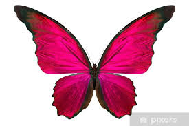 Maybe you would like to learn more about one of these? Beautiful Butterfly Oil Art Collectibles Vadel Com