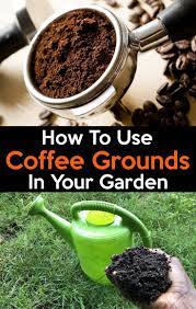How To Use Coffee Grounds In Your Garden Coffee Grounds For Plants Uses For Coffee Grounds Coffee Grounds