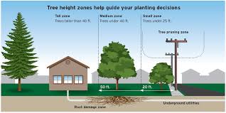 Without seeing a picture of the house to be built there are several types of flooring techniques to apply when 40ft is the shortest span. Planting The Right Tree In The Right Place Is Your Key To A Safe Arbor Month Sdge San Diego Gas Electric News Center