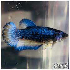 Photos Are Of Actual Fish We Will Send A Correct Invoice Color Of Fish May Vary Due To Difference In Monitor Settings Light Type Betta Fish Betta Fish Pet