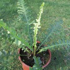 Image result for Blechnum tabulare