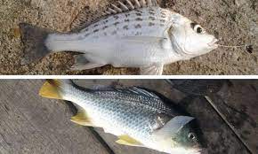 Apis angler 3.614 views2 months ago. Ketahui Perbezaan Antara Tebal Pipi Gerut Gerut Umpan