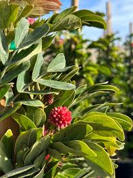 Image result for Calliandra haematocephala