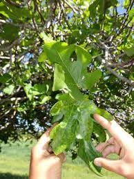 The weeds can harbor both the aphids and the virus. Fig Mosaic Emaravirus Wikipedia