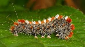 Black And Red Spiky Caterpillar Spiny Caterpillar Caterpillar Ecuador Creepy Crawlies