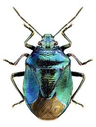 Zicrona Caerulea Tiere Makros