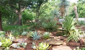 Yucca glauca (plains yucca) is a spiny succulent withs stiff, evergreen leaves radiating out from a central rosette. Drought Tolerant Garden Opens At Oklahoma City Zoo