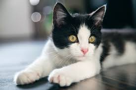 Orada out eğlenceli kediler bir sürü ve daha fazla kediler bilin!. Nama Nama Untuk Kucing Hitam Dan Putih 8 Gambar Bagaimana Menamakan Anak Kucing Berwarna Dua Dengan Warna Hitam Dan Putih Nama Apa Yang Lebih Sesuai Untuk Kanak Kanak Lelaki Dan Yang Mana Untuk Kanak Kanak