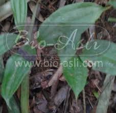 Gel ubi jaga hebat tahan lama 'tahan pancut. Gambar Pokok Ubi Jaga Ilmu Teknik Penanaman Supaya Pokok Subur
