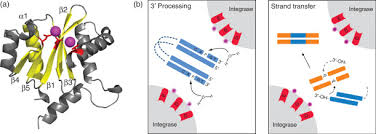 Image result for Integrase Strand Transfer Inhibitor