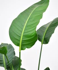 Bird Of Paradise Plant Care Indoors Buy Large Potted Bird Of Paradise Indoor Plant Bloomscape Plants Birds Of Paradise Plant Leaves