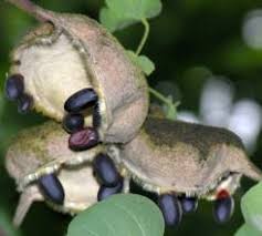 Image result for Sterculia rogersii