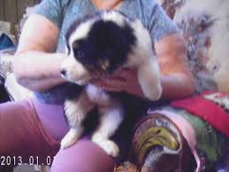 German shepherd mix red heeler. Blue Heeler Mix Puppies Pets And Animals For Sale Usa