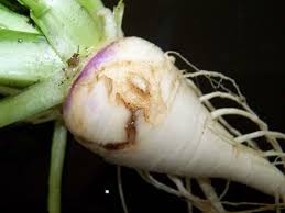 Root maggots can cause a serious infestation, which, at its worst, can lead to significant loss of profit. Root Maggot Control How To Identify And Get Rid Of Root Maggots