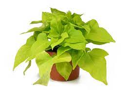 Not the roots, at least. Ornamental Sweet Potato Winter Care How To Overwinter Sweet Potato Plants